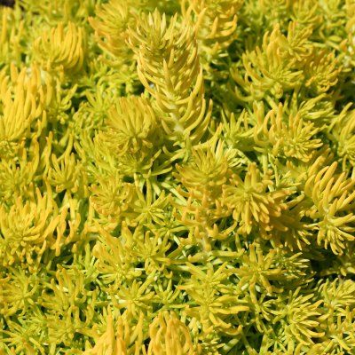 Sedum - Orpin Angelina TeaCup - Leaderplant