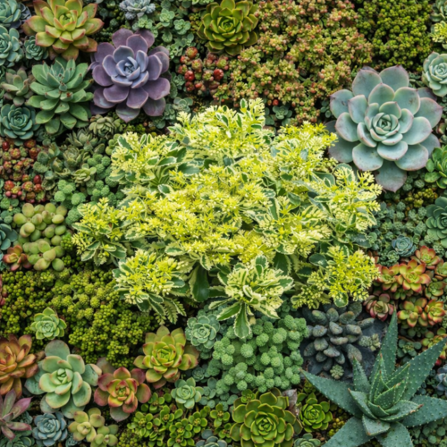 Sedum/Orpin panaché Atlantis en mini-motte - Leaderplant