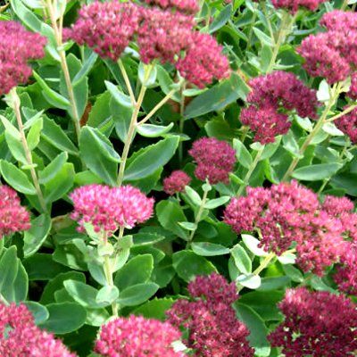 Sedum / Orpin Automn Joy - Leaderplant
