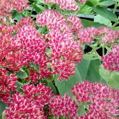Sedum / Orpin Automn Joy - Leaderplant