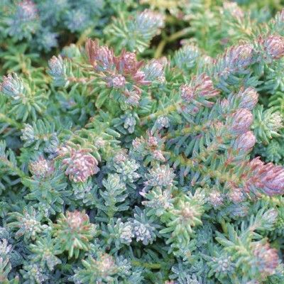 Sedum Blue Carpet - Leaderplant