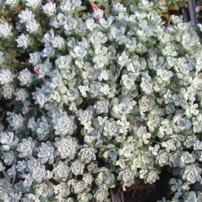 Sedum Cape Blanco - Orpin spatulé - Leaderplant