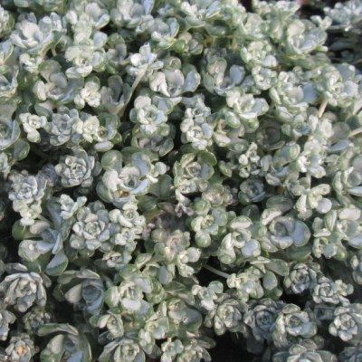 Sedum Cape Blanco - Orpin spatulé - Leaderplant