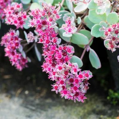Sedum Bertram Andersen - Orpin - Leaderplant