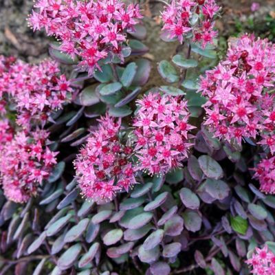 Sedum Bertram Andersen - Orpin - Leaderplant