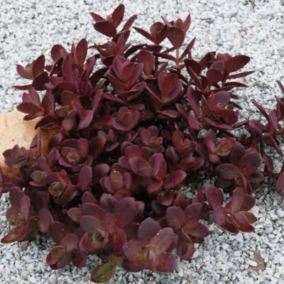 Sedum Cherry Tart ® - Leaderplant