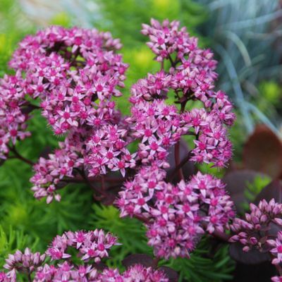 Sedum Cherry Tart ® - Leaderplant