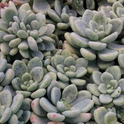Sedum Clavatum - Leaderplant