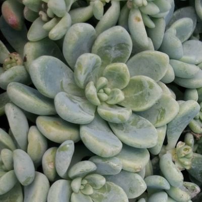 Sedum Clavatum - Leaderplant