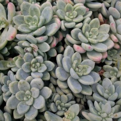 Sedum Clavatum - Leaderplant