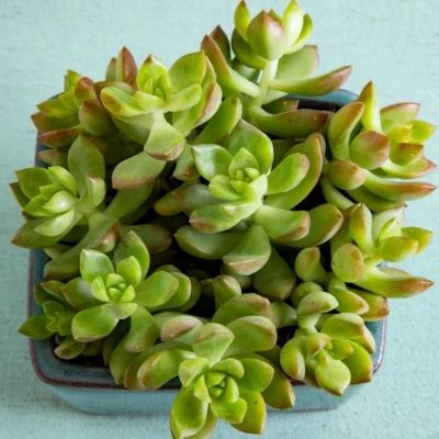 Sedum Golden Glow - Leaderplant