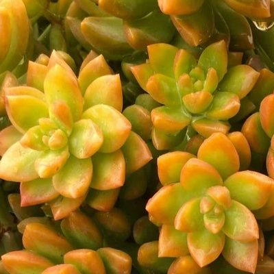 Sedum Golden Glow - Leaderplant