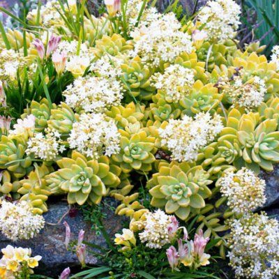 Sedum Golden Glow - Leaderplant