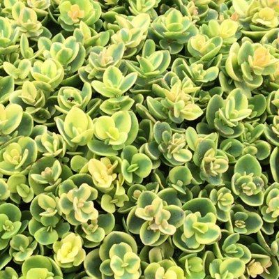 Sedum Lime Twister ® - Leaderplant