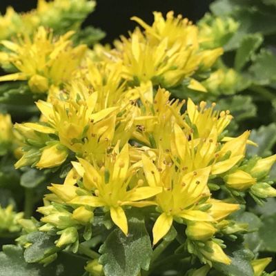 Sedum Little Miss Sunshine ® - Leaderplant