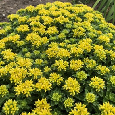 Sedum Little Miss Sunshine ® - Leaderplant