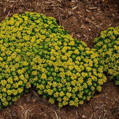 Sedum Little Miss Sunshine ® - Leaderplant