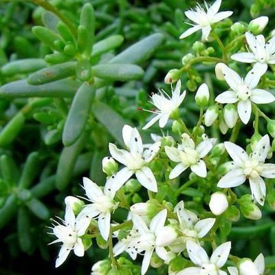 Sedum murale - Leaderplant