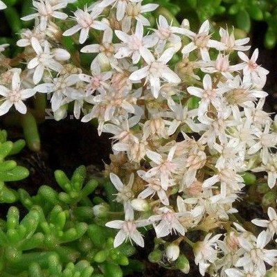Sedum murale - Leaderplant