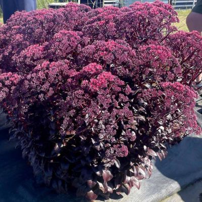 Sedum - Orpin Nova Cherry Fizz ® - Leaderplant