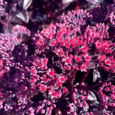 Sedum - Orpin Nova Cherry Fizz ® - Leaderplant