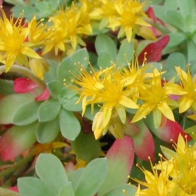 Sedum palmeri - Leaderplant