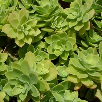 Sedum palmeri - Leaderplant