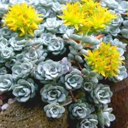 Sedum Cape Blanco - Orpin spatulé - Leaderplant