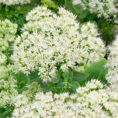Sedum / Orpin d'automne Stardust - Leaderplant