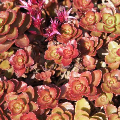 Sedum / Orpin Dragon Blood - Leaderplant