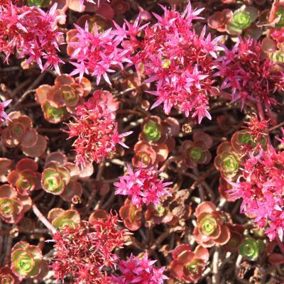 Sedum / Orpin Dragon Blood - Leaderplant
