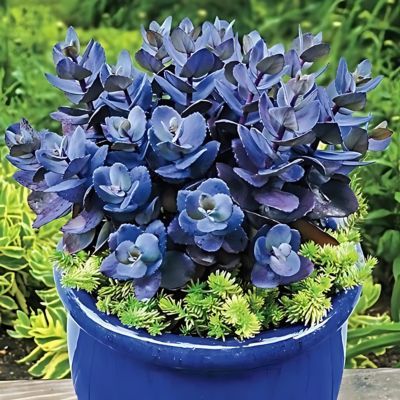 Sedum/Orpin Blue Pearl ® - Leaderplant