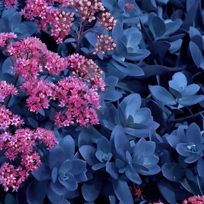 Sedum/Orpin Blue Pearl ® - Leaderplant