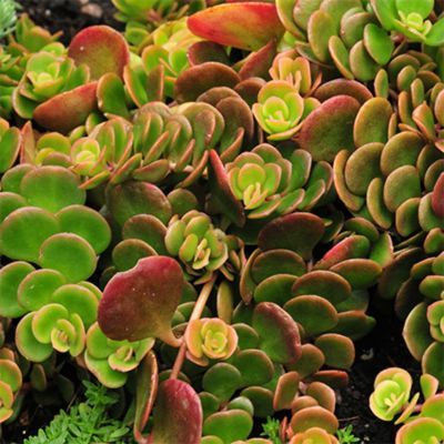 Sedum Coral Reef - Leaderplant