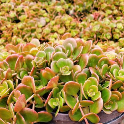 Sedum Coral Reef - Leaderplant