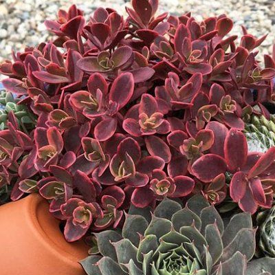Sedum Wild Fire ® - Leaderplant
