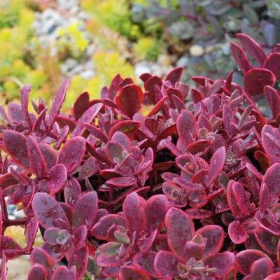 Sedum Wild Fire ® - Leaderplant