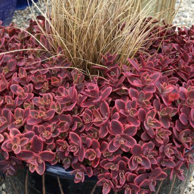 Sedum Wild Fire ® - Leaderplant