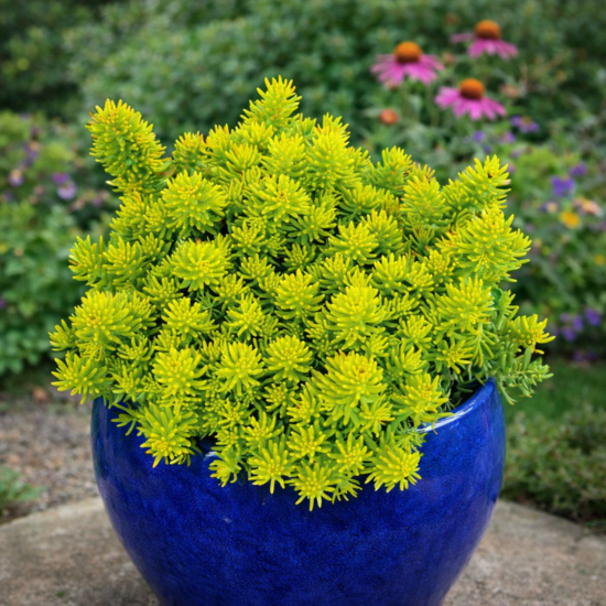 Sedum - Orpin Yellow Cushion Compact  - Leaderplant