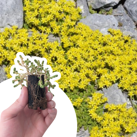 Sedum âcre en mini-motte  - Leaderplant