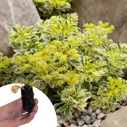 Sedum/Orpin panaché Atlantis en mini-motte - Leaderplant