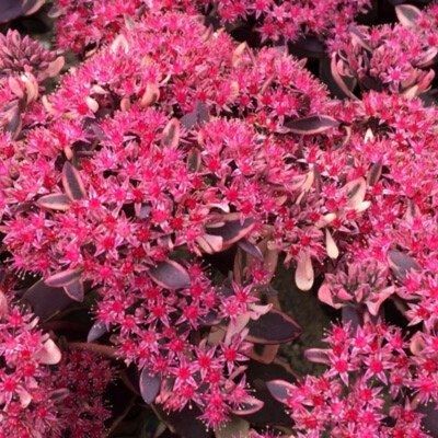Sedum Orpin Dream Dazzler ® - Sedum Dream Dazzler ® - Leaderplant