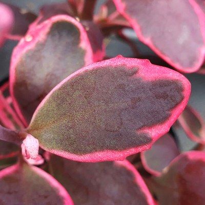 Sedum Orpin Dream Dazzler ® - Sedum Dream Dazzler ® - Leaderplant