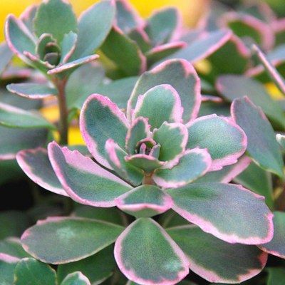 Sedum Orpin Dream Dazzler ® - Sedum Dream Dazzler ® - Leaderplant