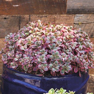Sedum Orpin Dream Dazzler ® - Sedum Dream Dazzler ® - Leaderplant