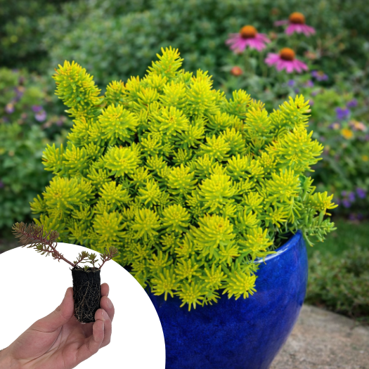 Sedum - Orpin Yellow Cushion Compact en mini-motte - Leaderplant