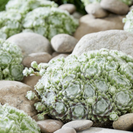 Joubarbe Arctic White ® en mini-motte - Leaderplant