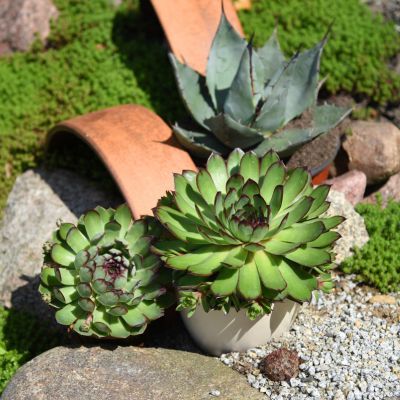 Joubarbe BigSam Chrome Green - Leaderplant