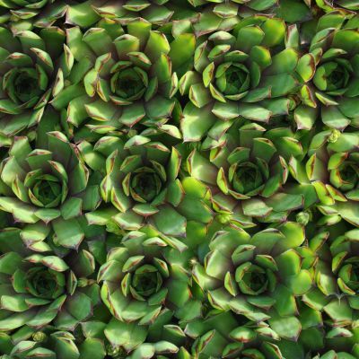 Joubarbe BigSam Chrome Green - Leaderplant