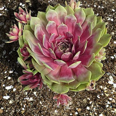 Joubarbe BigSam Pink Pomelo - Leaderplant